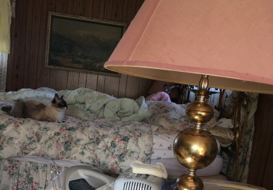 Cat starring at wall